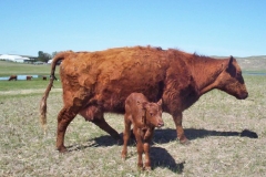 New calf born on the range in Nebraska