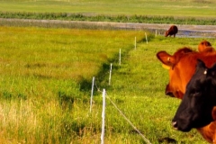 Cows looking over fence in rotational grazing system