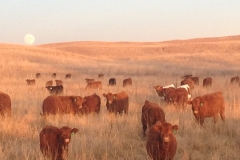 Calves grazing in Nebraska