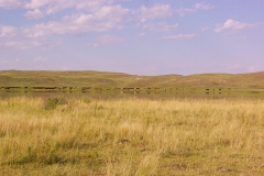 Cattle grazing on Cornerstone Grazing land in Nebraska