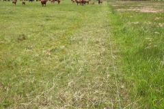 Side-by-side view of rotationally grazed pastures