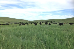 Lush green grass and cows grazing