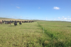 Moving cowherd to new pasture in intensively managed grazing system