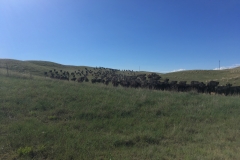 stock density and cattle moves