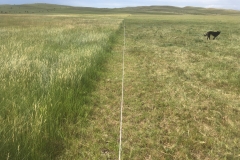 sub-irrigated, intensively-managed grazing