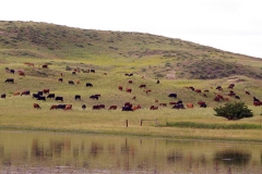 Pairs grazing on hillside in Nebraska